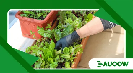 Sensory gardens: benefits and how to create one at home